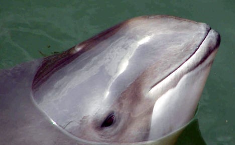 Wind park building noise 'can kill porpoises'