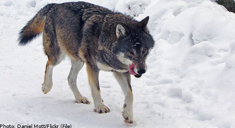 Wolf hunt quota angers environmentalists