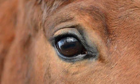 Horse meat scandal traced to Poland