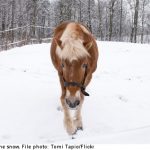 Sweden’s 9,000 missing horses baffle experts