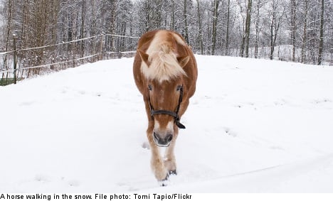 Sweden's 9,000 missing horses baffle experts