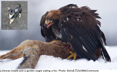 Hungry eagle chomps Swede's pet chihuahua