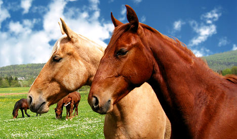 Why Brits are crazy to say 'neigh' to horsemeat