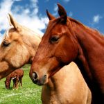 Horse drug enters food chain in France: UK
