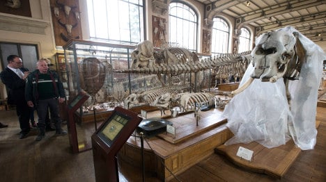 Museum thief hacks off Louis XIV elephant tusk