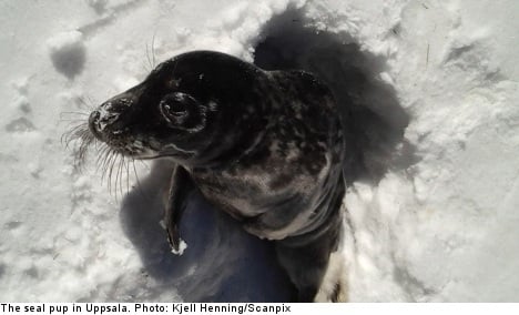 Seal pup found in the woods baffles police
