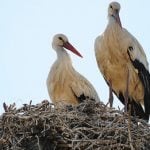 Priests’ fowl play forces storks to flee nests