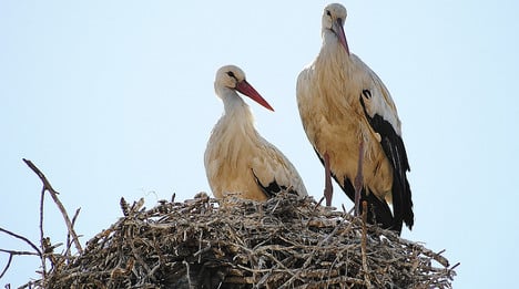 Priests' fowl play forces storks to flee nests