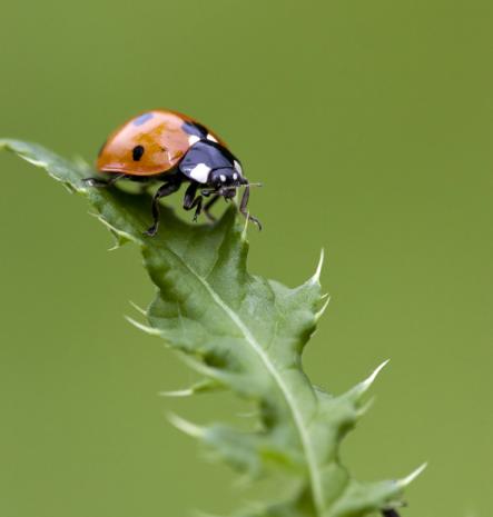 Nearby ladybirdPhoto: Ron Tibbs