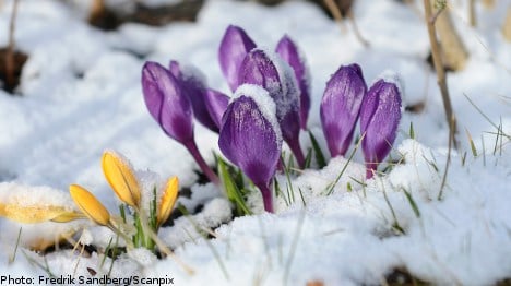 Six tell-tale signs of spring in Sweden