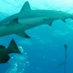 Spain’s shark fishers fail eco-friendly test