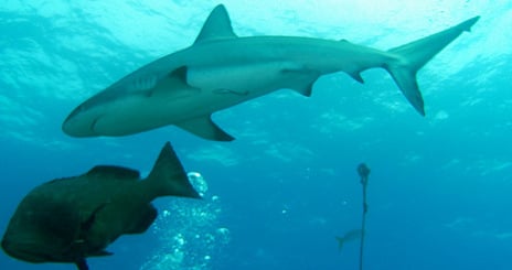 Spain's shark fishers fail eco-friendly test