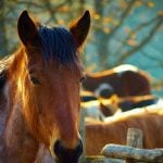 Spain slaughters horses as crisis bites