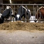 Milk banned from cows given carcinogenic feed