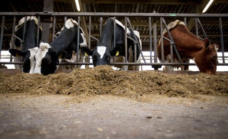 Milk banned from cows given carcinogenic feed