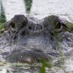 Runaway croc causes havoc in Malaga