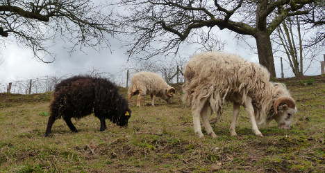 Paris trials 'sheep' option over lawnmowers