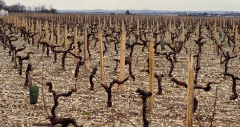 Bordeaux vineyards to dry up by 2050: study