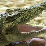 Magdeburg waterworks keeps crocodile mascot