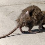 Rodent police launch war on Paris rats