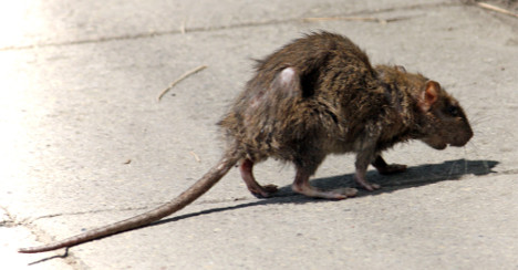 Rodent police launch war on Paris rats