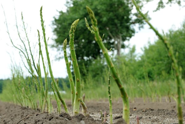 Growing green <br>The green variety of asparagus, much less popular than the white variety, is actually the easiest to cultivate. Unlike the white and violet varieties, it grows above the earth and gets lots of sunshine, giving it that lush, fresh colour.Photo: DPA