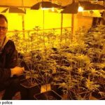Swedish police smoke out major marijuana find
