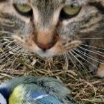 German tackles bird deaths with cat tax idea