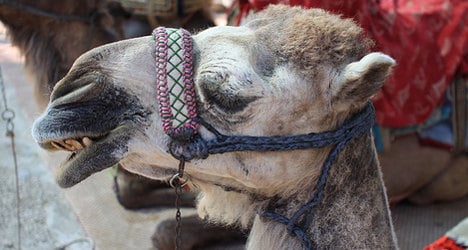 Blow for Hollande as Mali family 'eats his camel'