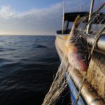 Lake Constance fishers fret: waters ‘too clean’