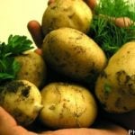 ‘Too many potatoes on Swedes’ plates’: expert