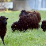 Sheep start new jobs as Paris ‘lawnmowers’