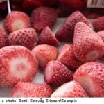 Swedish frozen-berry hepatitis outbreak widens