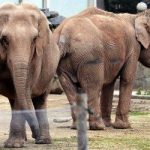 Bardot’s elephants set to receive royal treatment