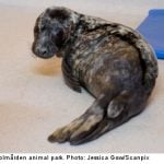 Swedish zoo wins fight to keep stray seal pups