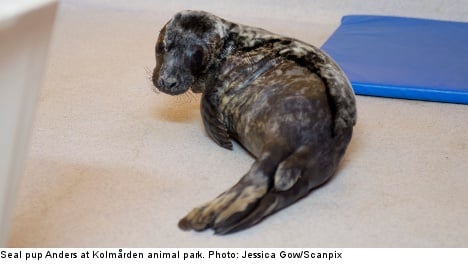 Swedish zoo wins fight to keep stray seal pups