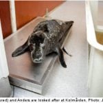 Swedish zoo fights to keep wild seal pups