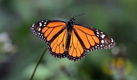 Scientists solve Monarch migration mystery
