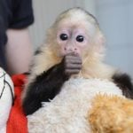Germany pets Justin Bieber’s monkey