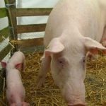 French pig farmers put the block on foreign pork