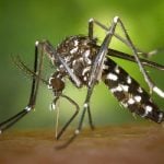 France declares war on the Tiger mosquito