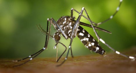 France declares war on the Tiger mosquito