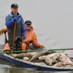German lake full of dead carp baffles officials