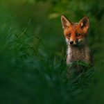 Cub photographer wins prize with fox picture