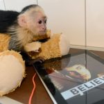 Justin Bieber’s monkey becomes ‘German’