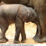 Swedish zoo celebrates rare elephant birth