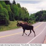 Two cars collide as elk gives birth on road