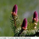Swedish scientists chart entire fir tree genome