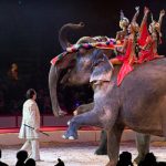 Senator slams circus use of endangered elephants