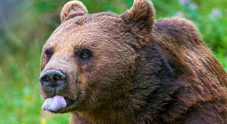 Tibetan bear on the loose in south of France